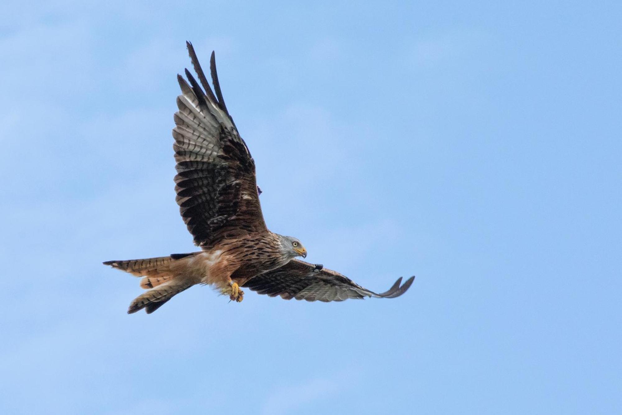 Little Kestrel Cabin Pennal Εξωτερικό φωτογραφία